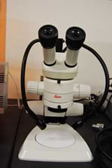 実態顕微鏡(MS-5, Leica)