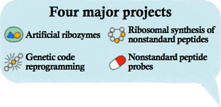 Four major projects｜A=artificial ribozymes、B=genetic code reprogramming、C=ribosomal synthesis of nonstandard peptides、D=nonstandard peptide pharmaceuticals